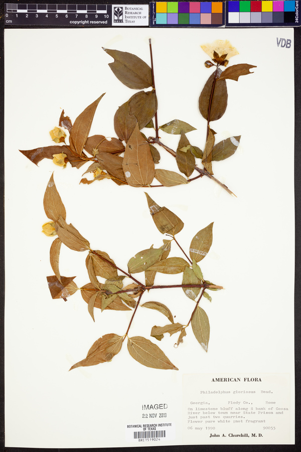 Philadelphus gloriosus image