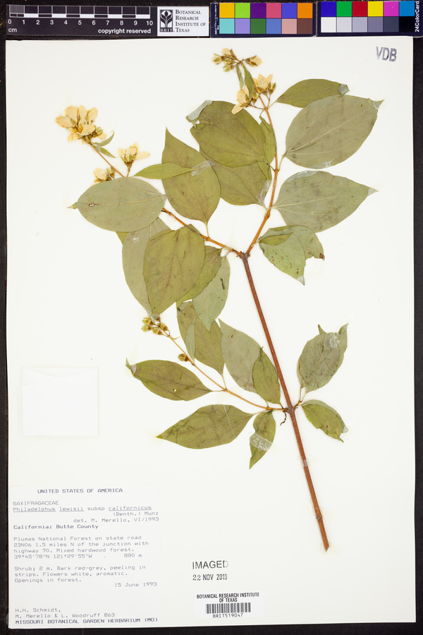Philadelphus californicus image
