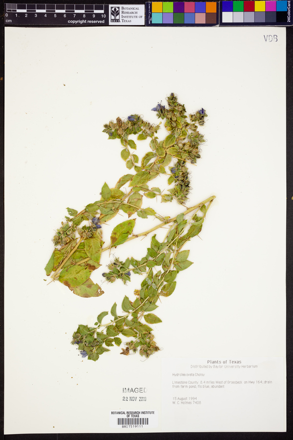 Hydrolea ovata image