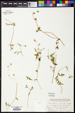 Nemophila aurita image