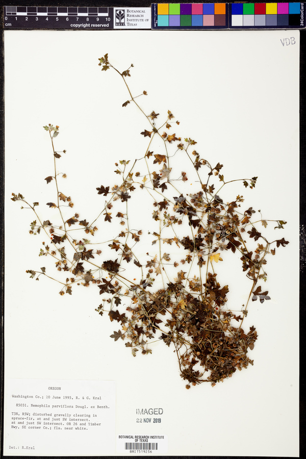Nemophila parviflora image