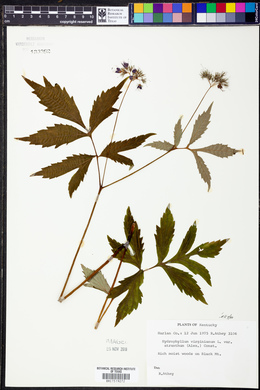 Hydrophyllum virginianum var. atranthum image