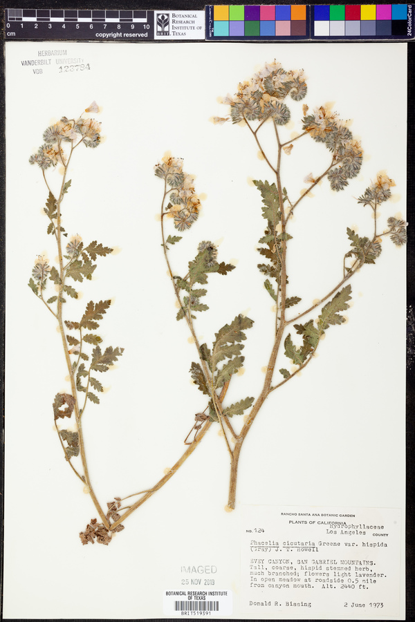 Phacelia cicutaria var. hispida image