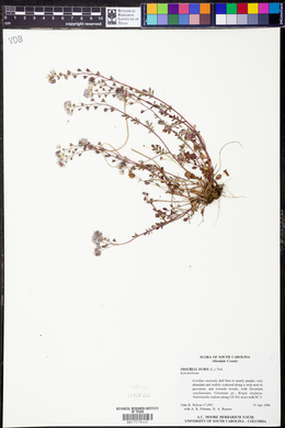 Phacelia dubia image