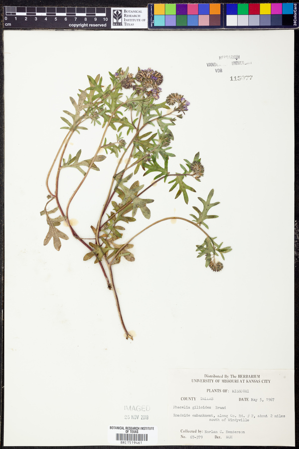 Phacelia gilioides image