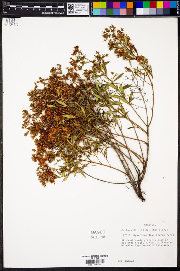 Hypericum densiflorum image