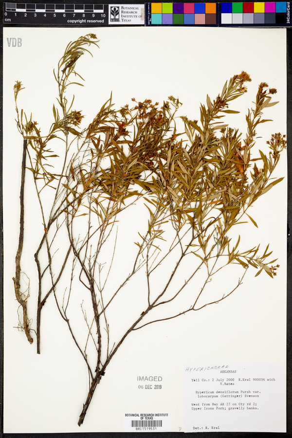 Hypericum densiflorum var. lobocarpum image