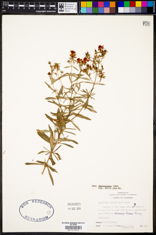 Hypericum densiflorum image