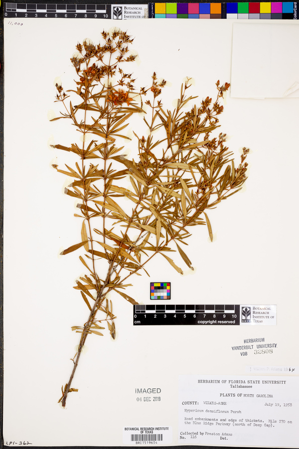 Hypericum densiflorum image