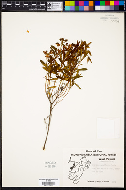 Hypericum densiflorum image