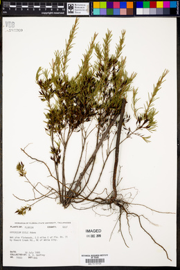Hypericum nitidum subsp. exile image