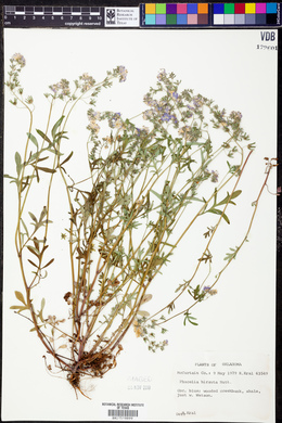 Phacelia hirsuta image