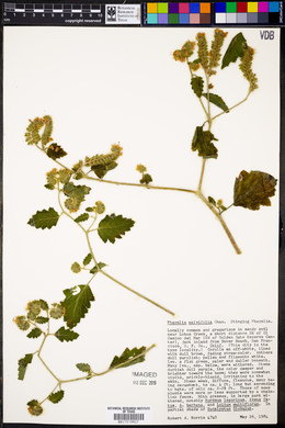 Phacelia malvifolia image