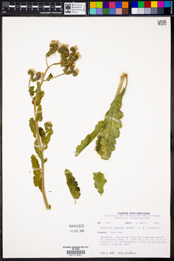 Phacelia robusta image