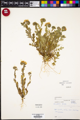 Phacelia strictiflora image