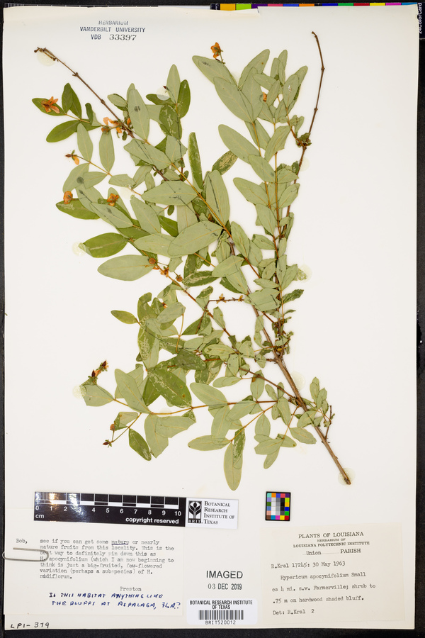 Hypericum apocynifolium image