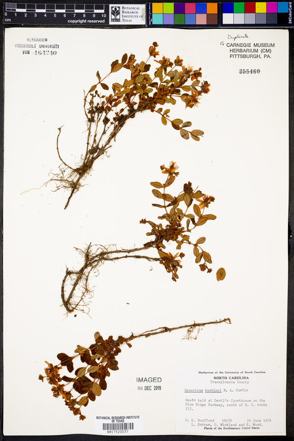 Hypericum buckleyi image
