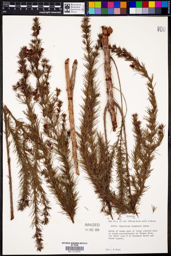 Hypericum chapmanii image