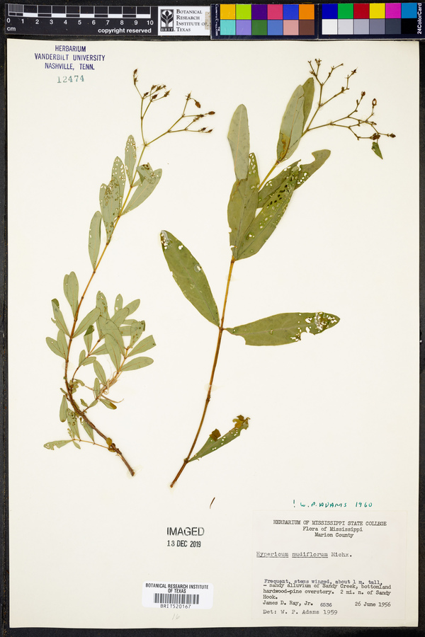 Hypericum nudiflorum image