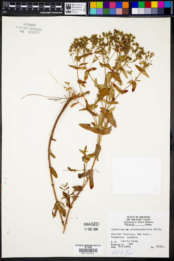 Hypericum pseudomaculatum image