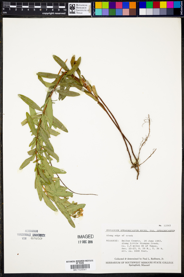 Hypericum sphaerocarpum var. sphaerocarpum image