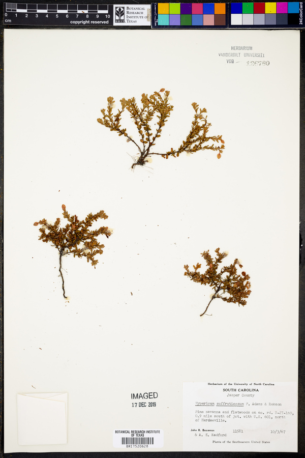 Hypericum suffruticosum image