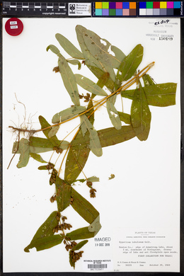 Hypericum tubulosum image