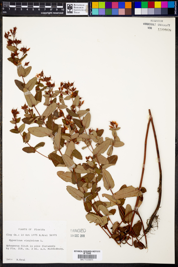 Hypericum virginicum image
