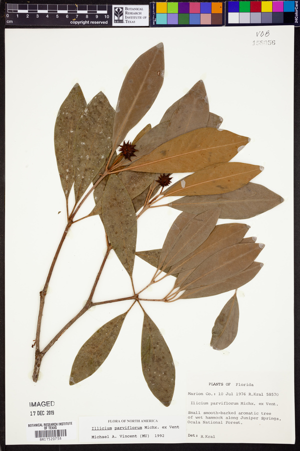 Illicium parviflorum image