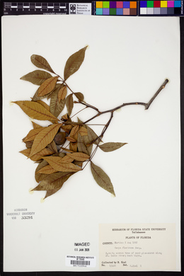 Carya floridana image