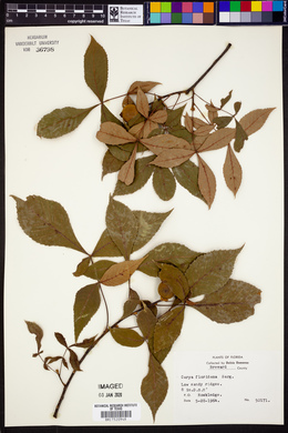 Carya floridana image