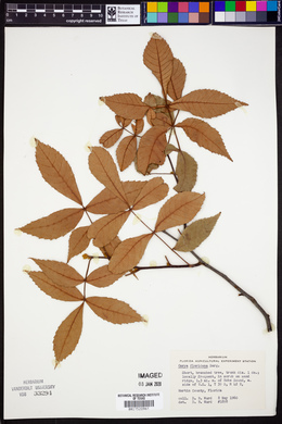 Carya floridana image