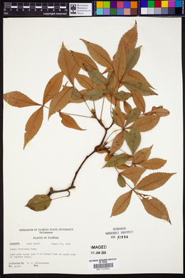 Carya floridana image