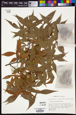 Carya floridana image