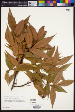 Carya floridana image