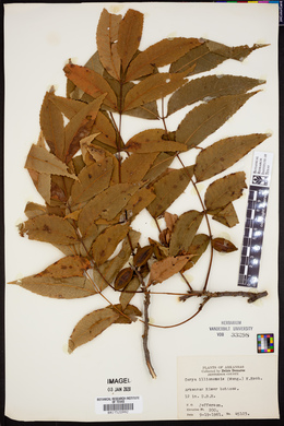Carya illinoinensis image