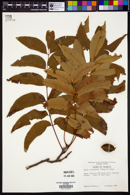 Carya illinoinensis image