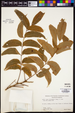 Carya illinoinensis image