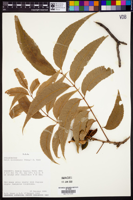 Carya illinoinensis image