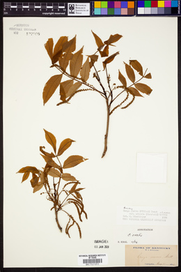 Carya glabra var. odorata image