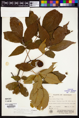 Carya glabra var. odorata image
