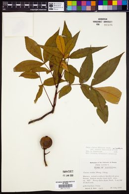 Carya glabra var. odorata image