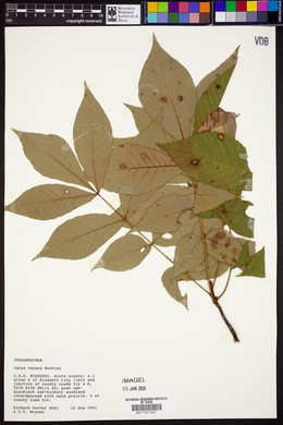 Carya texana image