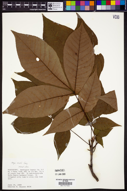 Carya ovalis image