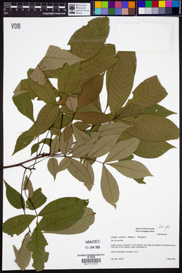 Carya ovalis image
