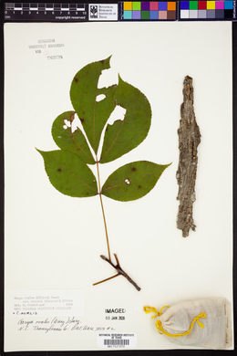 Carya glabra var. odorata image