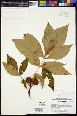 Carya glabra var. odorata image
