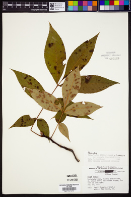 Carya ovalis image