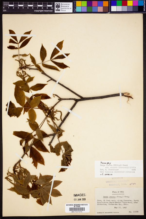 Carya glabra var. odorata image