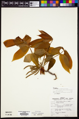 Carya glabra var. odorata image